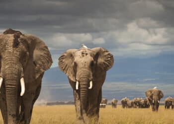 NWC Wins People's Choice Award