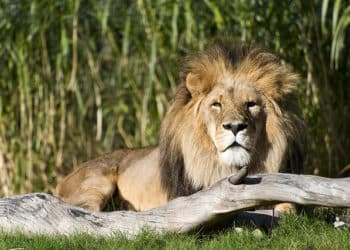 Customs Fraud, Wildlife Crime, and the Value of Whistleblowers