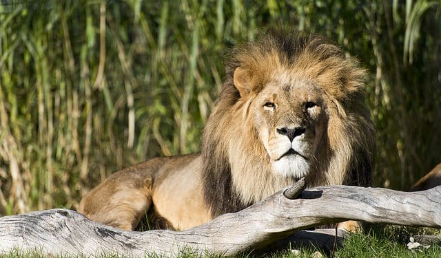 Customs Fraud, Wildlife Crime, and the Value of Whistleblowers