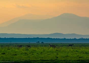 Whistleblower Film Festival To Screen Our Gorongosa, Documentary About Mozambique National Park