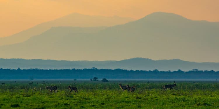 Whistleblower Film Festival To Screen Our Gorongosa, Documentary About Mozambique National Park
