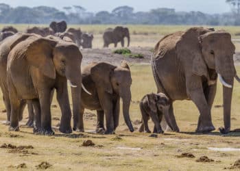 Whistleblowers Important in Combatting Wildlife Crimes Against Elephants
