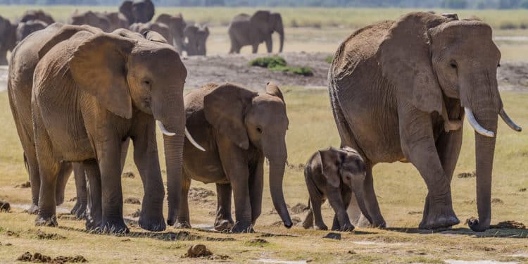 Whistleblowers Important in Combatting Wildlife Crimes Against Elephants