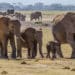 Whistleblowers Important in Combatting Wildlife Crimes Against Elephants