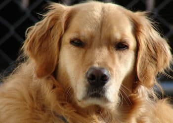 CNN reports Secretary of State’s security officers became “UberEats with guns” before they became whistleblowers.