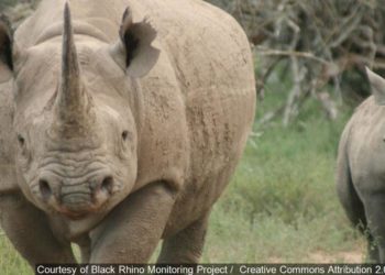 The Poachers Pipeline: Investigating the Black Market Trade in Rhino Horn