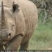 The Poachers Pipeline: Investigating the Black Market Trade in Rhino Horn