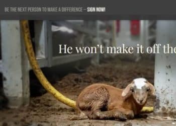 Animal welfare whistleblowers protect critters, farmers and our food supply.