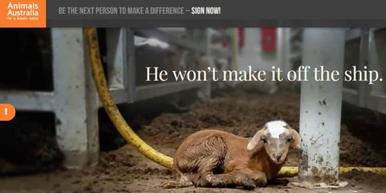 Animal welfare whistleblowers protect critters, farmers and our food supply.