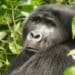 Despite Bipartisan Efforts to Stand Up to Wildlife Trafficking, Agencies Continue Their Standstill