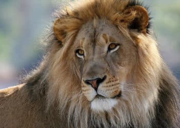 Four Ways Whistleblower Rewards Can Save Lions From Extinction