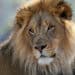 Four Ways Whistleblower Rewards Can Save Lions From Extinction