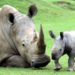 An Uncertain Future for South Africa’s Rhinos