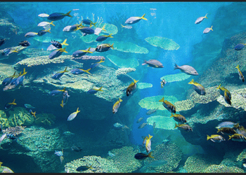 Blowing the Whistle to Promote Sustainable Oceans