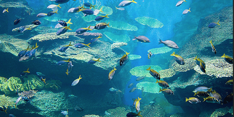 Blowing the Whistle to Promote Sustainable Oceans