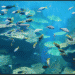 Blowing the Whistle to Promote Sustainable Oceans