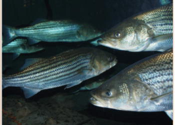 Whistleblower Tip Alerts NOAA to Illegally Harvested Atlantic Striped Bass