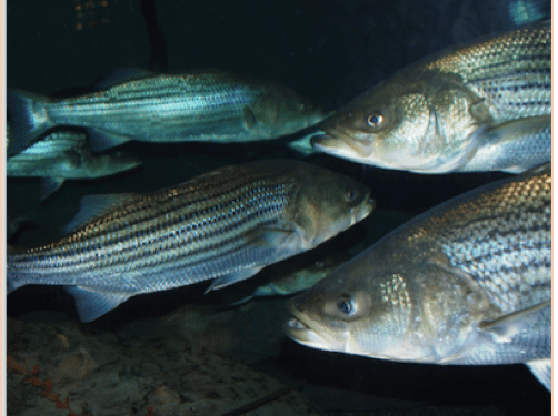 Whistleblower Tip Alerts NOAA to Illegally Harvested Atlantic Striped Bass