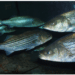 Whistleblower Tip Alerts NOAA to Illegally Harvested Atlantic Striped Bass