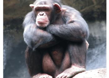 CITES CoP17 to Address Illegal Wildlife Trade