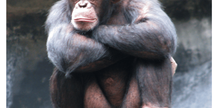 CITES CoP17 to Address Illegal Wildlife Trade