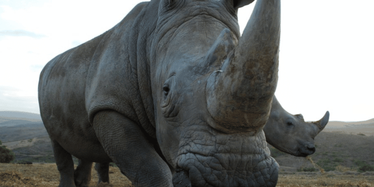 Wildlife Advocates Doubt Fake Rhino Horn Scheme Will End Illegal Trade