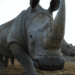 Wildlife Advocates Doubt Fake Rhino Horn Scheme Will End Illegal Trade
