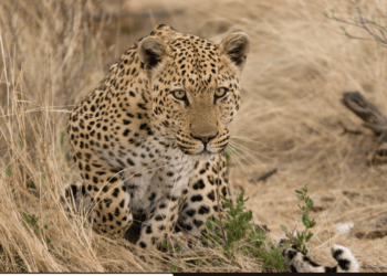 NWC Featured in Mongabay Wildtech