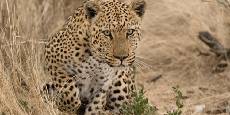 NWC Featured in Mongabay Wildtech