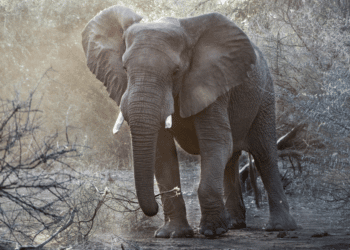 NWC Presents Whistleblower Rewards before Advisory Council on Wildlife Trafficking