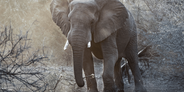 NWC Presents Whistleblower Rewards before Advisory Council on Wildlife Trafficking