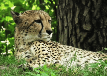 Wildcat Foundation Awards Grant for Global Wildlife Whistleblower Program