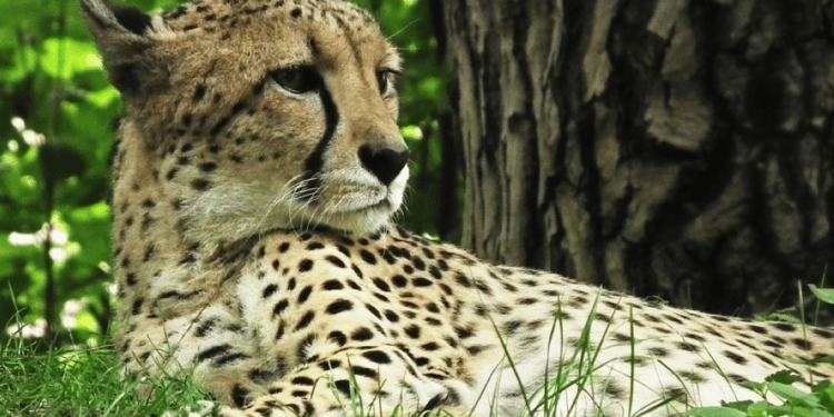 Wildcat Foundation Awards Grant for Global Wildlife Whistleblower Program