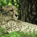 Wildcat Foundation Awards Grant for Global Wildlife Whistleblower Program