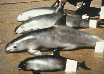 Have We Learned Anything From the Extinction of the Vaquita?