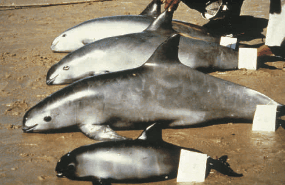 Have We Learned Anything From the Extinction of the Vaquita?