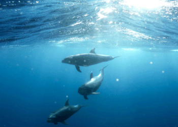 Against the Tide: Whistleblowers and Illegal Fishing