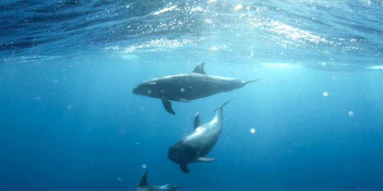 Against the Tide: Whistleblowers and Illegal Fishing