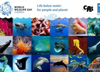 On World Wildlife Day, a reminder that whistleblowers can help protect turtles, dolphins and other marine species
