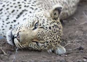 Whistleblowers: Our Secret Weapon in the Fight Against Wildlife Trafficking