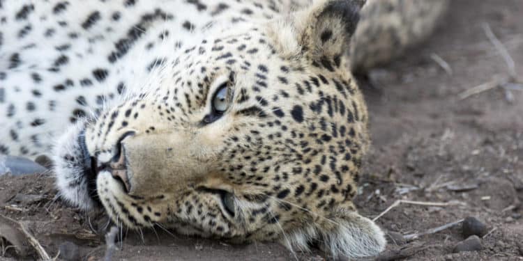 Whistleblowers: Our Secret Weapon in the Fight Against Wildlife Trafficking