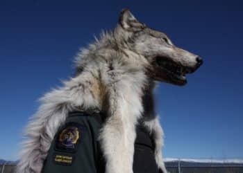 Guest post: Whistleblowers could help expose wildlife criminals in remote Alaska-Yukon