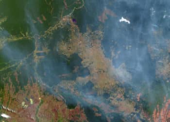 Can whistleblowers save the Amazon rainforest?