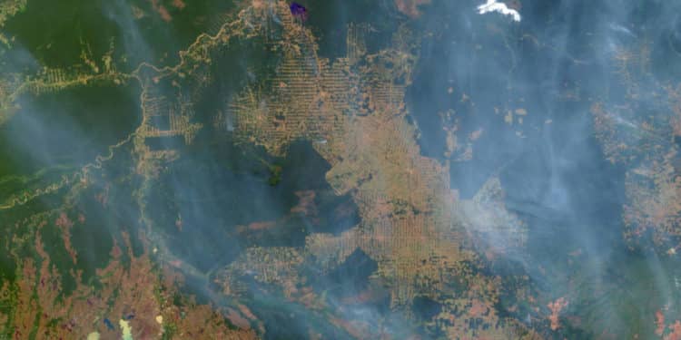 Can whistleblowers save the Amazon rainforest?