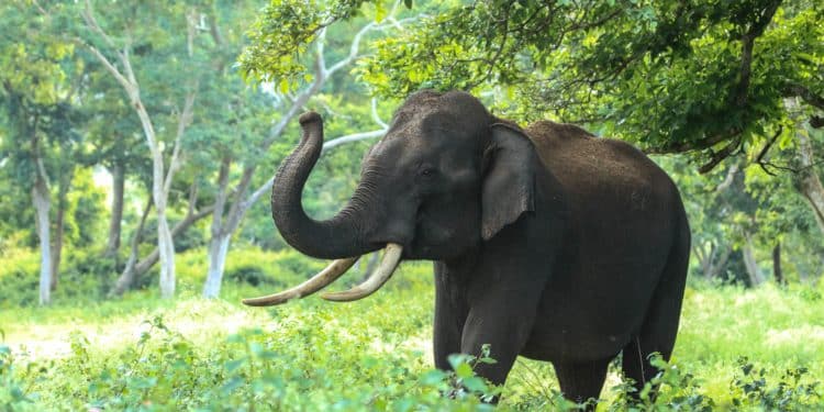 From wildlife to the White House, whistleblowing in the week’s news