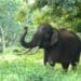 From wildlife to the White House, whistleblowing in the week’s news