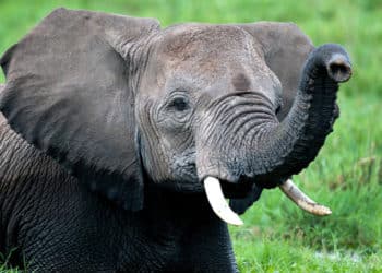 Wildlife Crime Whistleblower Protection Campaign Unveiled