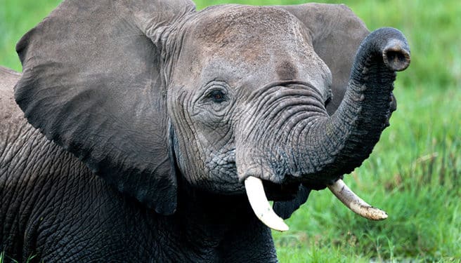 Wildlife Crime Whistleblower Protection Campaign Unveiled