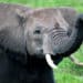 Wildlife Crime Whistleblower Protection Campaign Unveiled