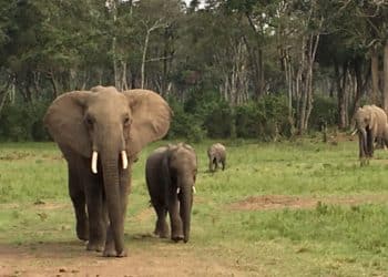 Webinar for wildlife whistleblowers: Collecting evidence of environmental crime